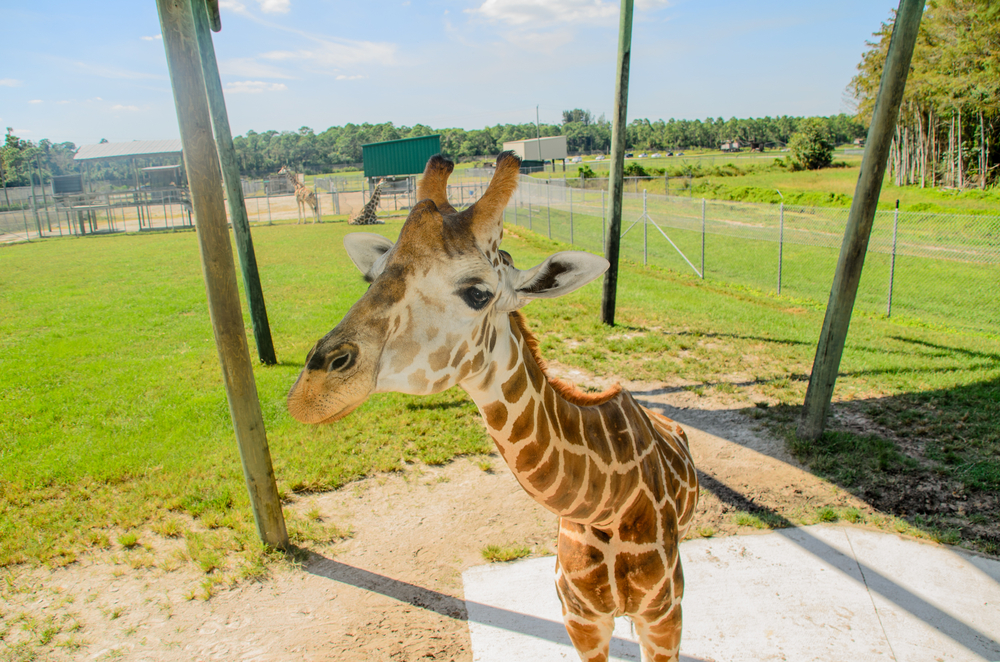 Giraffe West Palm Zoo
